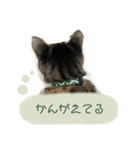 猫のぽとふ（個別スタンプ：4）