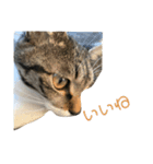 猫のぽとふ（個別スタンプ：5）