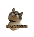 猫のぽとふ（個別スタンプ：6）