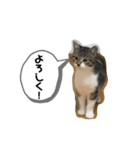 猫のぽとふ（個別スタンプ：7）