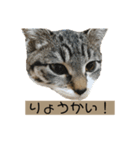 猫のぽとふ（個別スタンプ：8）