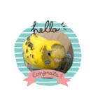 ゴンちゃん1歳インコ（個別スタンプ：1）