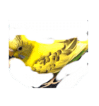 ゴンちゃん1歳インコ（個別スタンプ：2）