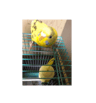 ゴンちゃん1歳インコ（個別スタンプ：3）
