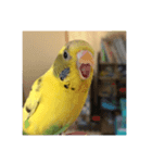 ゴンちゃん1歳インコ（個別スタンプ：4）