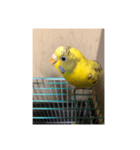 ゴンちゃん1歳インコ（個別スタンプ：5）