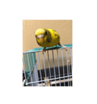 ゴンちゃん1歳インコ（個別スタンプ：7）