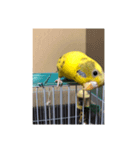 ゴンちゃん1歳インコ（個別スタンプ：8）