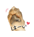 コーギーの"ミントくん"（個別スタンプ：13）