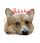 コーギーの"ミントくん"（個別スタンプ：16）