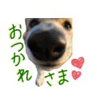 コーギーの"ミントくん"（個別スタンプ：19）