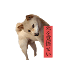 ふちゃんだよ（個別スタンプ：1）