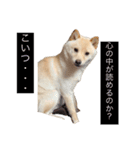 ふちゃんだよ（個別スタンプ：3）