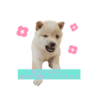 ふちゃんだよ（個別スタンプ：4）