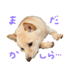 ふちゃんだよ（個別スタンプ：7）