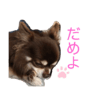 こうだいチワワ（個別スタンプ：3）
