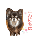 こうだいチワワ（個別スタンプ：7）