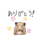 はむ(キンクマ)（個別スタンプ：2）