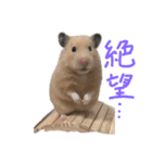 はむ(キンクマ)（個別スタンプ：4）