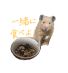 はむ(キンクマ)（個別スタンプ：5）