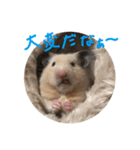 はむ(キンクマ)（個別スタンプ：9）