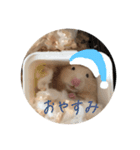 はむ(キンクマ)（個別スタンプ：13）