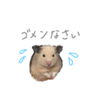 はむ(キンクマ)（個別スタンプ：16）