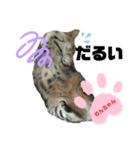 猫ばばあ2（個別スタンプ：4）