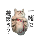 猫ばばあ2（個別スタンプ：6）