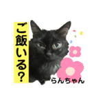 猫ばばあ2（個別スタンプ：9）
