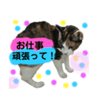 猫ばばあ2（個別スタンプ：13）