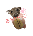 イタグレ ここ⭐️（個別スタンプ：1）