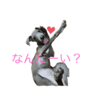 イタグレ ここ⭐️（個別スタンプ：4）