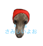 イタグレ ここ⭐️（個別スタンプ：7）