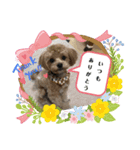 日本一可愛いで有名なロイちゃん(2才)♪（個別スタンプ：8）