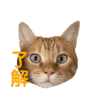 茶とらスタンプ（個別スタンプ：1）