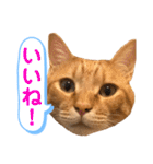 茶とらスタンプ（個別スタンプ：2）