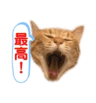 茶とらスタンプ（個別スタンプ：3）