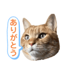 茶とらスタンプ（個別スタンプ：4）
