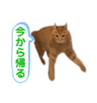 茶とらスタンプ（個別スタンプ：5）
