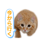 茶とらスタンプ（個別スタンプ：6）