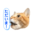 茶とらスタンプ（個別スタンプ：7）