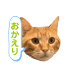 茶とらスタンプ（個別スタンプ：8）