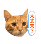 茶とらスタンプ（個別スタンプ：12）