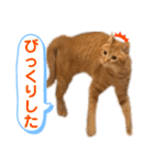 茶とらスタンプ（個別スタンプ：13）