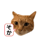 茶とらスタンプ（個別スタンプ：14）