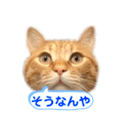 茶とらスタンプ（個別スタンプ：15）