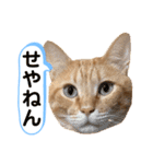 茶とらスタンプ（個別スタンプ：17）