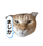 茶とらスタンプ（個別スタンプ：18）