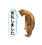 茶とらスタンプ（個別スタンプ：20）